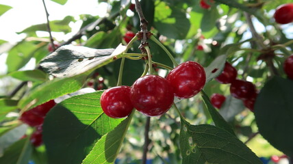 cherry on the tree