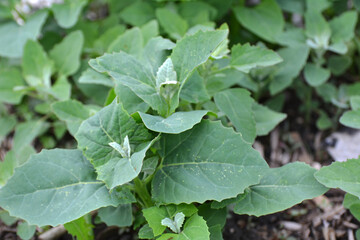 Orach (Atriplex hortensis) grows in the garden