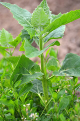 Orach (Atriplex hortensis) grows in the garden