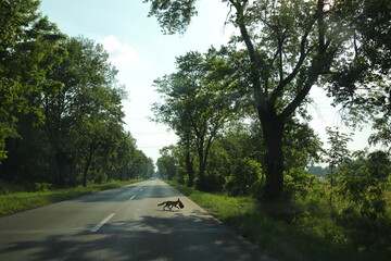 Fototapeta premium Lis ze swoją zdobyczą przechodzi przez ulicę