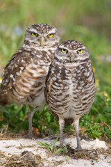 Burrowing Owl, Athene cunicularia, Broward County Park, Florida