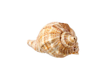 Seashell isolated on a white background.