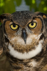 Great Horned Owl, Bubo virginianus, Florida