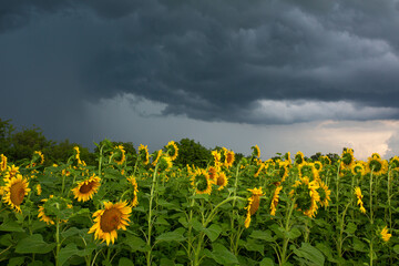 A field of sunflowers before the rain. Black rain clouds over a field of sunflowers