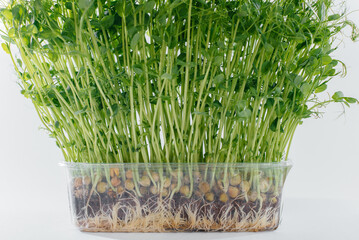 Micro-green pea sprouts close-up on a white background in a pot with soil. Healthy food and lifestyle