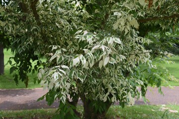 Fototapeta na wymiar Boxelder maple (Acer negundo) is an Aceraceae deciduous tree native to North America that is used for ornamental purposes such as park trees.
