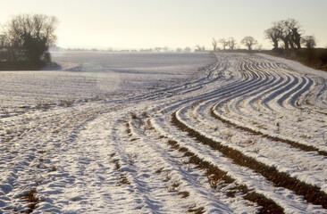 Snow covered arable farmland in Norfolk UK. Ridges and furrows running in lines towards horizon....
