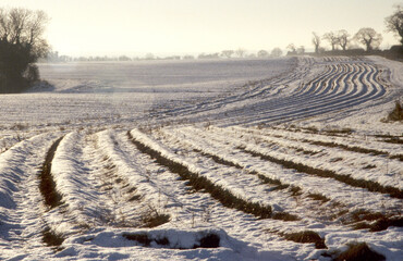 Furrows and ridges on snow covered farmland in Norfolk UK. Wintertime. Late afternoon sunset. Misty...