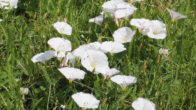 White flowers of Convolvulus arvensis (field bindweed) in nature