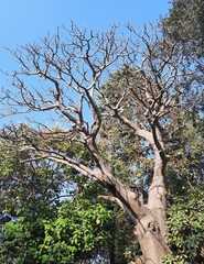 tree in spring