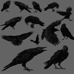 Obraz premium set of crow