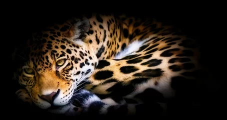 Foto op Plexiglas Beautiful cute jaguar lies and rests © Rastislav