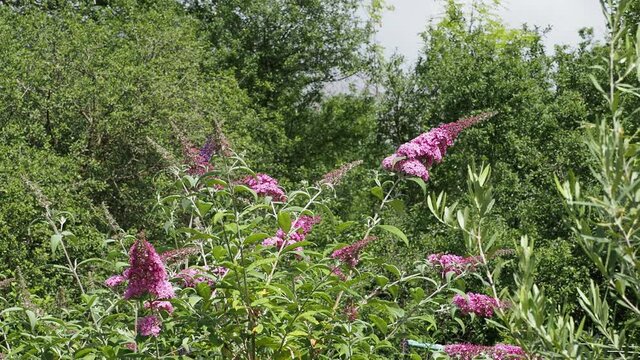 Buddleja davidii - Fleurs roses en &eacute;pis d'arbre aux papillons se balan&ccedil;ant sur des rameaux arqu&eacute;s et souple