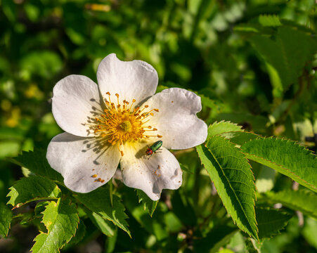 Close-up view of red headed green beetle on the white petal of blooming dog-rose/briar flower