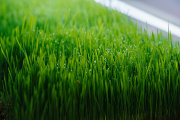 Juicy and young sprouts of micro greens in the greenhouse. Growing seeds. Healthy eating