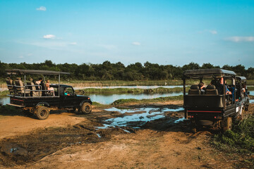 A group of 4x4 touristic Safari jeeps watching elephants and crocodiles in the Udawalawe National Park, Sri Lanka. Popular Asian attraction that takes place outdoors observing the wildlife.