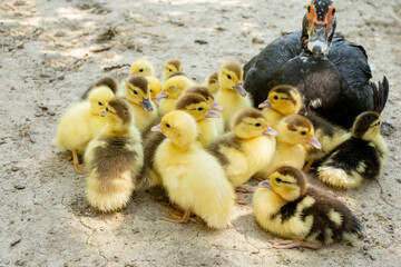 Mother duck with her ducklings. There are many ducklings following the mother.