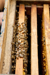 Bee hives in care of bees with honeycombs and honey bees. beekeeper opened hive to set up an empty frame with wax for honey harvesting.