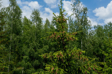 Young growing spruce blossom on a tip of branch spring, beautiful new cones in spruce