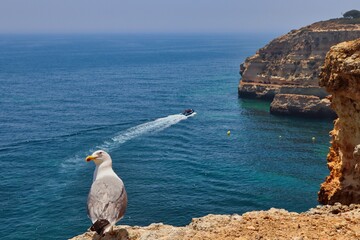 Seagull Sitting on the Edge of Cliff with the View of Sandstone Cliffs near Carvoeiro in Algarve with Turquoise Ocean.