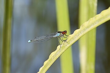dragonfly on a leaf