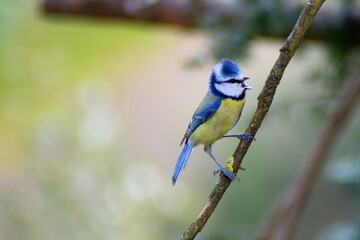 blue tit perched on a branch