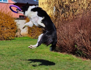 Naklejka na ściany i meble Border Collie Jumping to Catch a Purple Puller in the Garden. Cute Black and White Dog Playing with its Toy in Czech Republic.