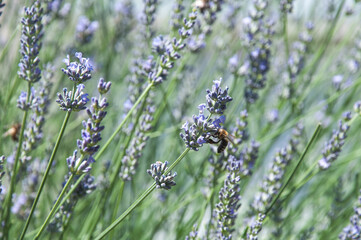 bee on lavender flowers, Serbia, Jun 2020