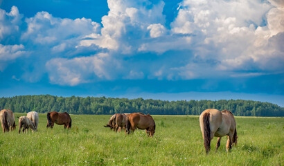 A herd of horses grazes on a green field against the background of clouds.