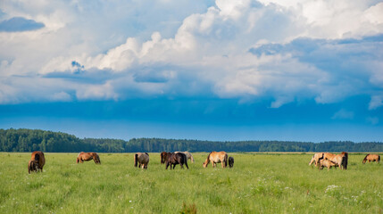 A herd of horses grazes on a green field against the background of clouds.