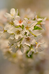 Obraz premium Cherry blossoms