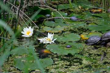 Tortoises sitting in between water lillies