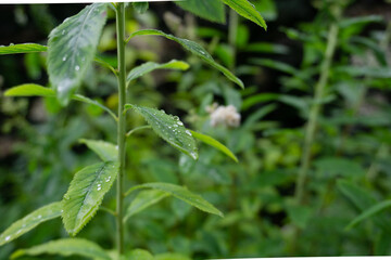 Rain drops on the grass