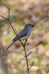 Fototapeta premium Bird