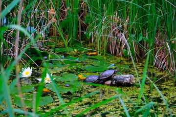 Tortoises sitting in between water lillies
