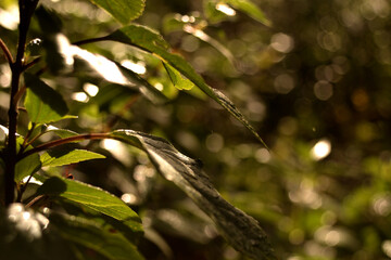 green leaves in sunlight