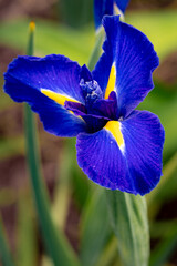 blue iris flower