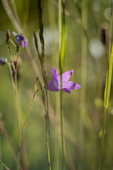 Field bell in the thick grass
