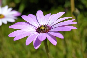 Obraz premium pink daisy flower