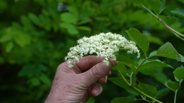 Picking developed Elder Flowers for juice (Sambucus nigra) - (4K)