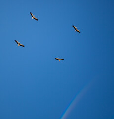 A flock of storks on a background of blue sky. Four birds fly in the clouds. Stork isolated. Big white bird. Rainbow in the sky. Place for text. Copy space. Wild birds life.