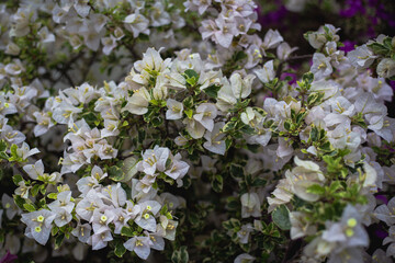 perfect flowers and plants background for advertising use