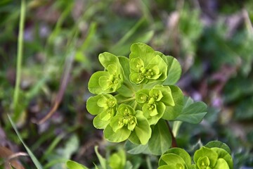 seedling of euphorbia with bright green leaves