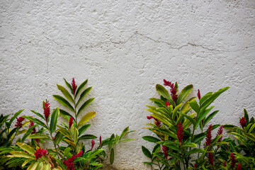 background with crack wall and flowering plants. Ancient
