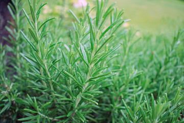 green rosemary bush