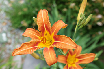 New England summer flowers / blooms / petals