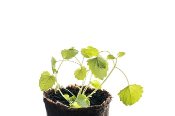 Green leaf mint plant isolated on white background