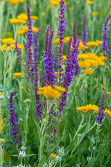 colorful flowers in the garden