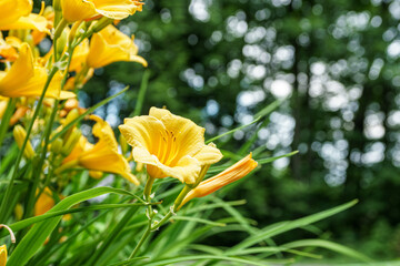 New England summer flowers / blooms / petals