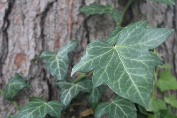 Close Ivy Leaf on Tree